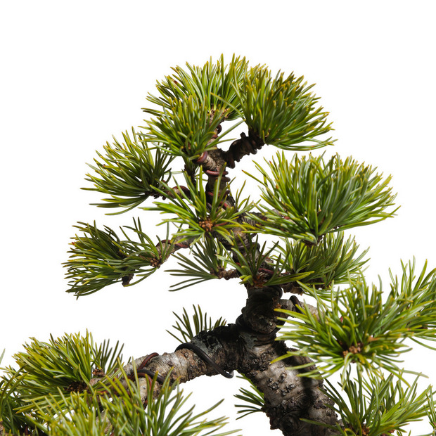 五葉松　-Japanese white pine-　（推定樹齢30年） 詳細画像